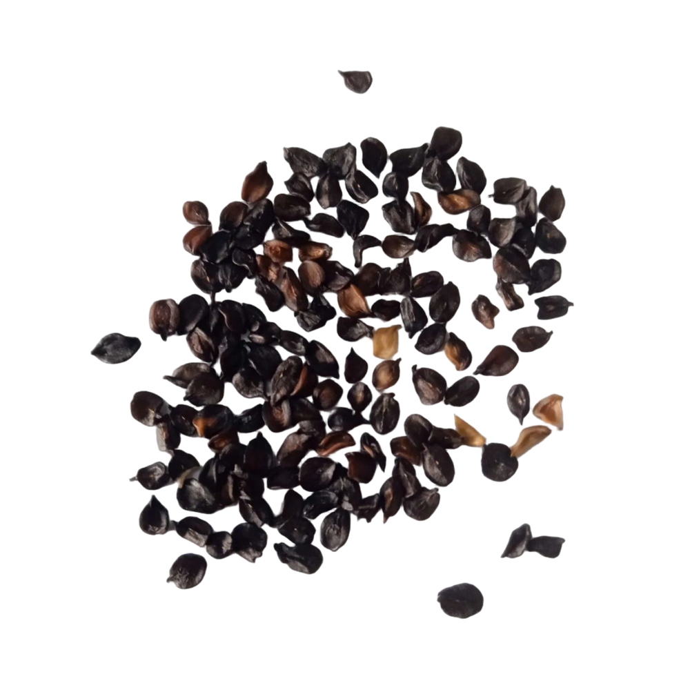 Carnation Mix Seeds — Organic and Fresh seeds | Native Indian Organics