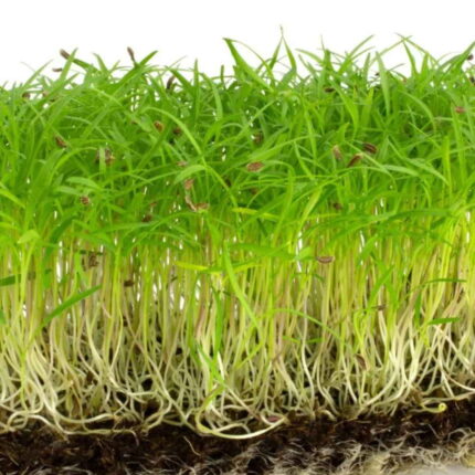 Carrot Microgreen Seeds 100g — Non-GMO, Aromatic seed pack | Native Indian Organics