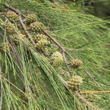 Casuarina Tree Seeds — High germination, Tender seed pack | Native Indian Organics