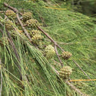 Casuarina Tree Seeds — High germination, Tender seed pack | Native Indian Organics