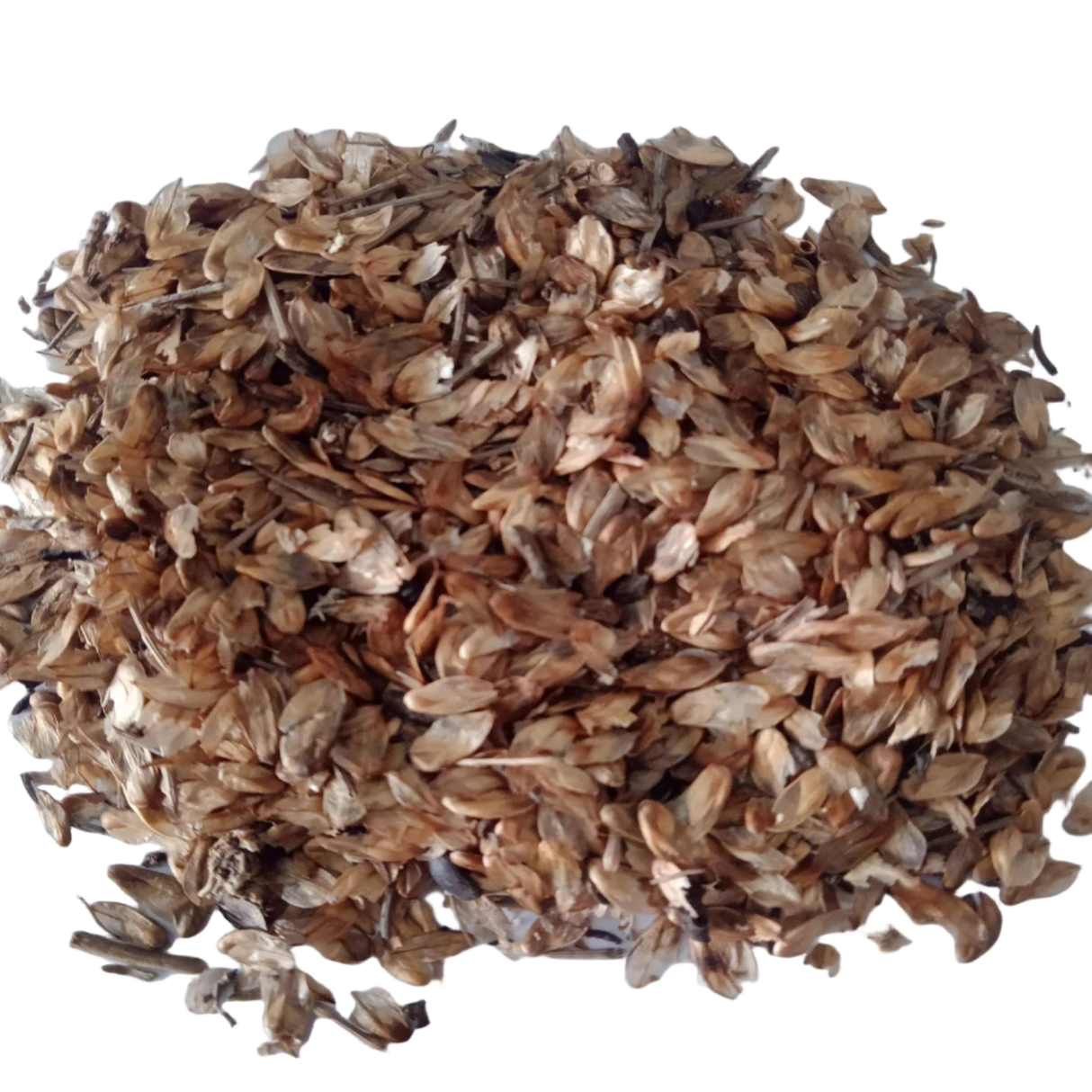 Casuarina Tree Seeds — High germination, Organic Seeds pack | Native Indian Organics