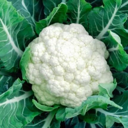 Cauliflower Seeds — Crisp, Organic seed pack | Native Indian Organics