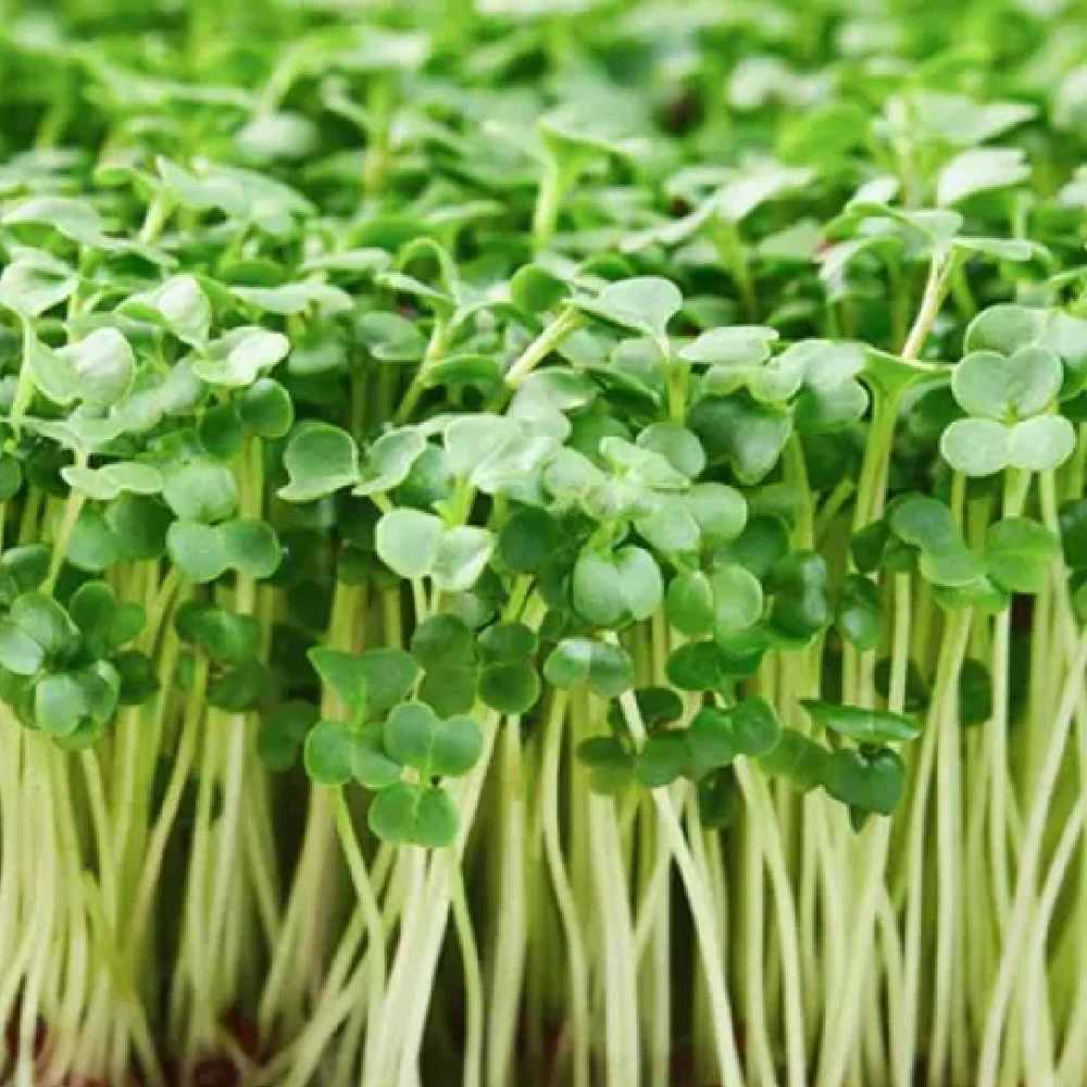Cauliflower Microgreen seeds 50g