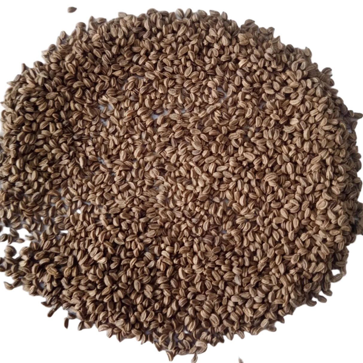 Celery seeds — Non - GMO , Heirloom Seeds | Native Indian Organics