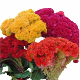 Celosia Dwarf Cockscomb Mixed — Reliable, Durable | Native Indian Organics