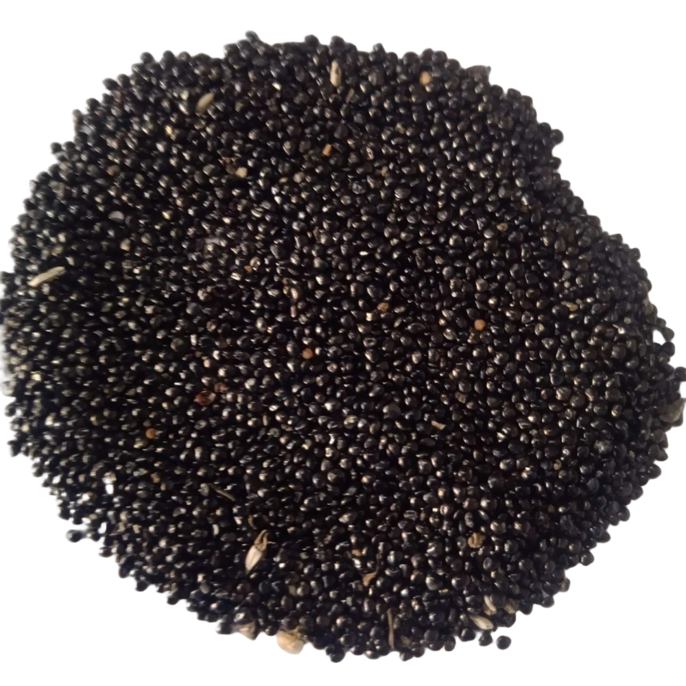 Celosia Dwarf Cockscomb Mixed — Fresh and Chemical Free Seeds | Native Indian Organics