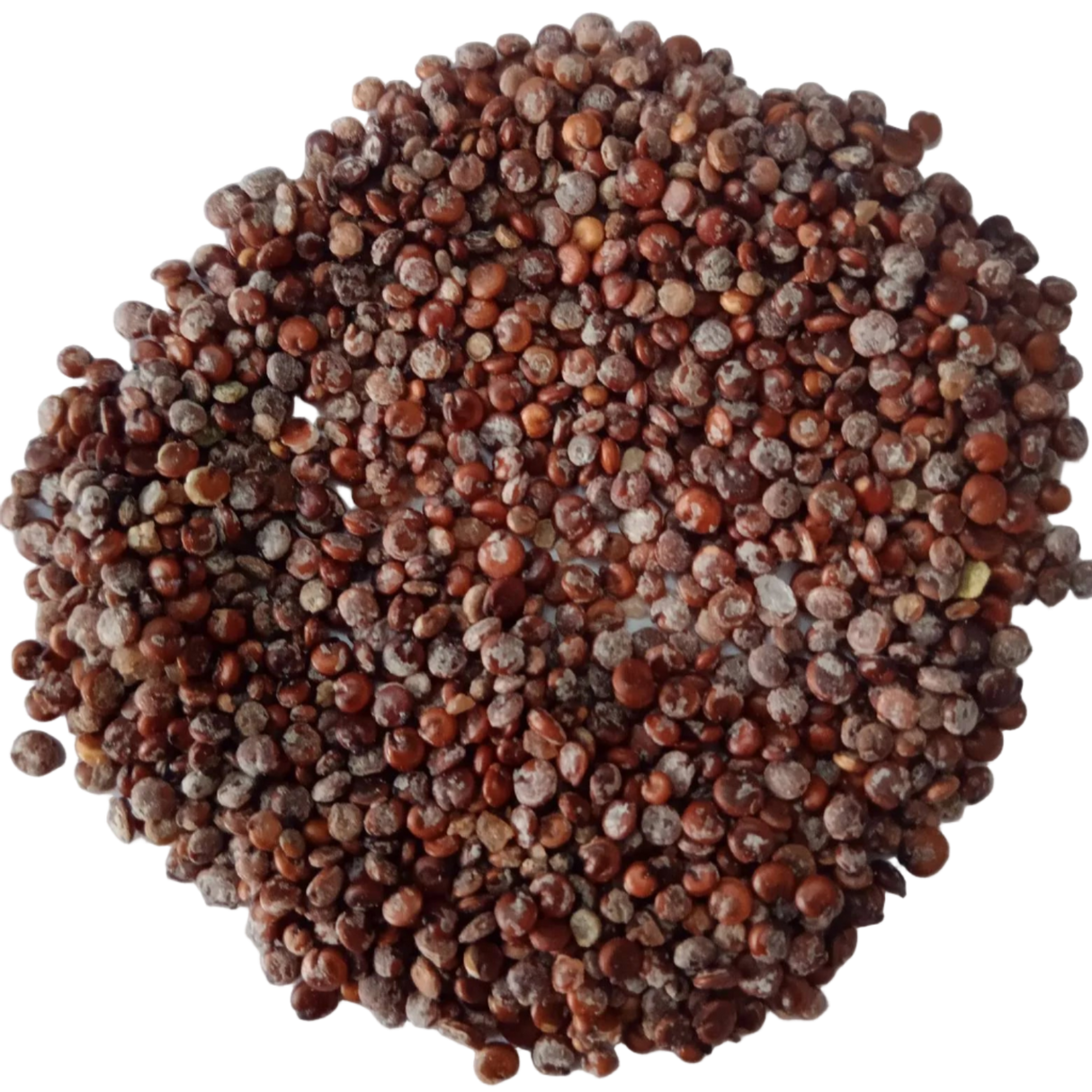 Chenopodium Album (Chakravarthini Keerai) Seeds — Fresh and Aromatic Seeds| Native Indian Organics