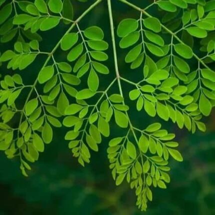 Moringa Seeds (Drumstick) — Organic, High germination seed pack | Native Indian Organics