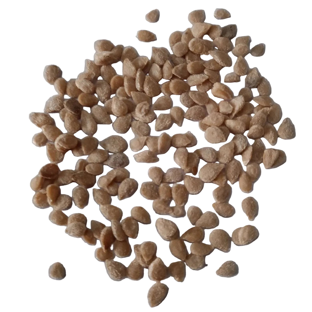 Cherry Tomato Seeds For Home Gardening — Fresh and Organic Seeds | Native Indian Organics