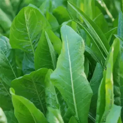 Chicory Leaves Seeds - High germination, Great quality chicory seeds pack | Native Indian Organics