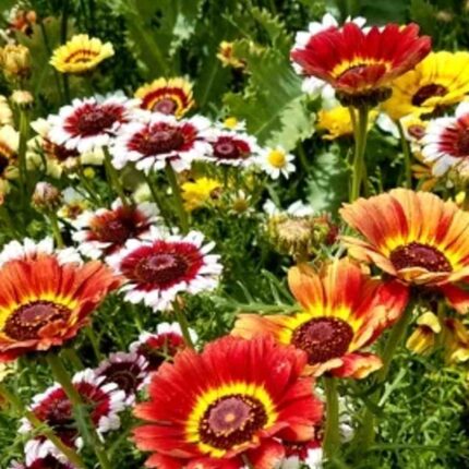 Chrysanthemum Carinatum Flower seeds Mix — Non-GMO, Aromatic seed pack | Native Indian Organics