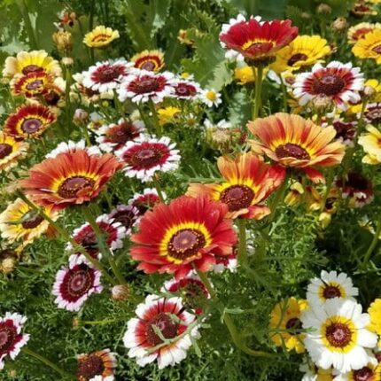 Flower Seeds Combo Pack of 16 pack of 16 — High germination, Tender seed pack | Native Indian Organics