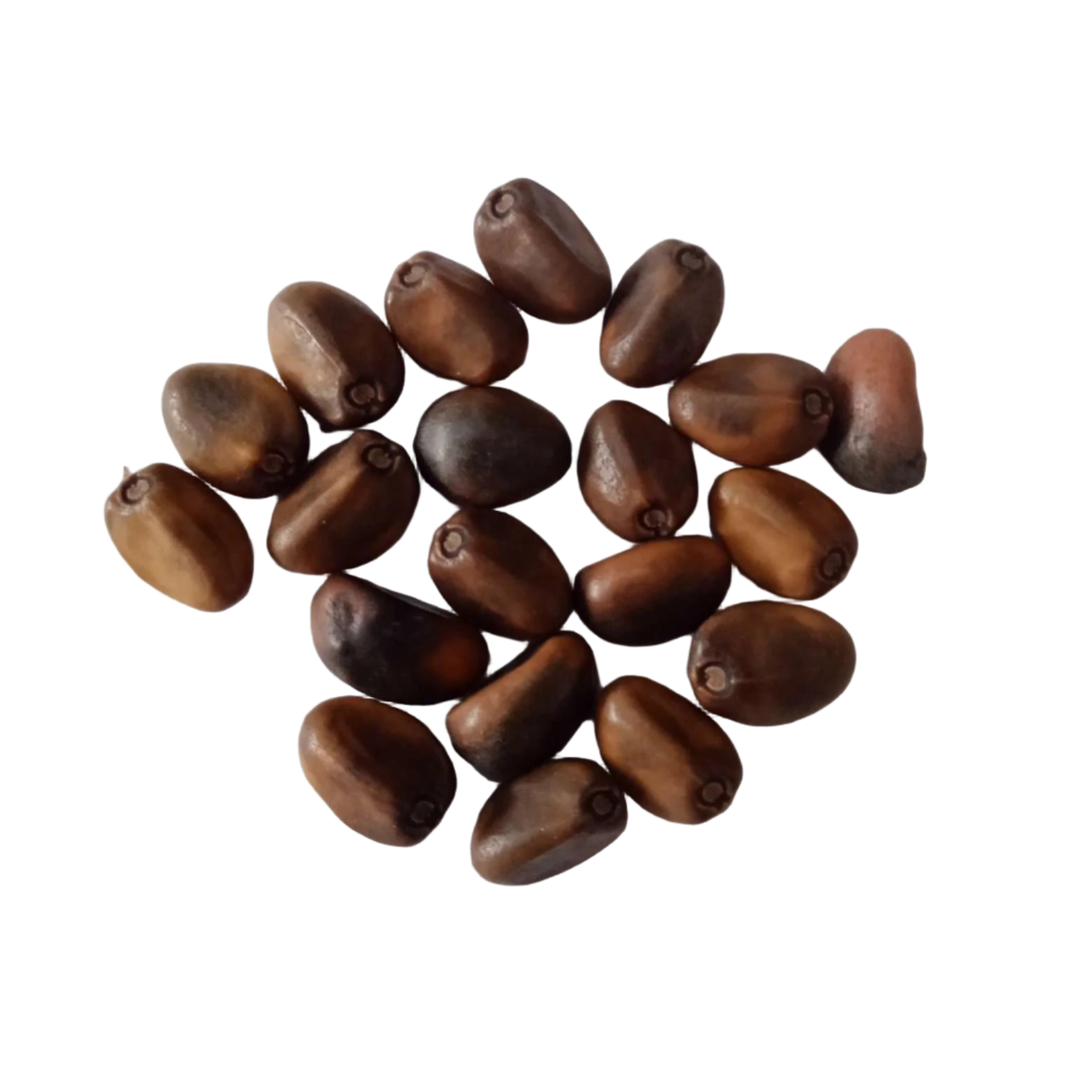 Clove beans seeds - Best Quality Seeds , Native Vegetable Seeds | Native Indian Organics