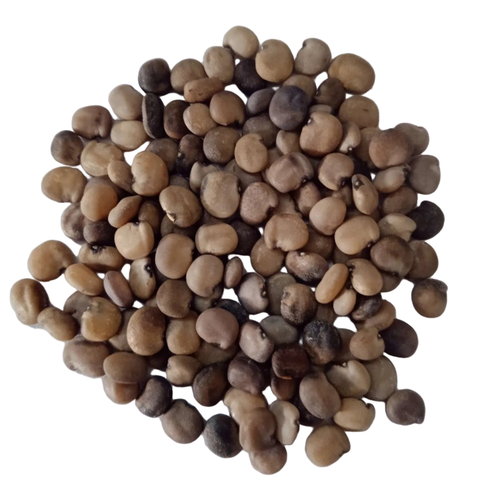 Cluster Beans Seeds - Great Germination with high quality Organic  Seeds | Native Indian Organic