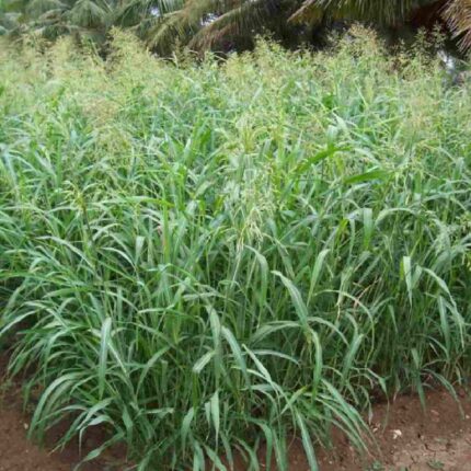 COFS 29 Multicut Fodder Seeds 1 KG For Cow, Sheep, Goat and Buffalo — High germination, Tender seed pack | Native Indian Organics