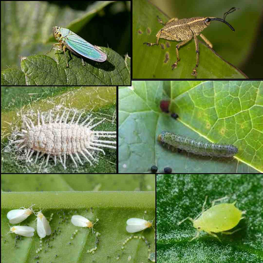 Garden Pest control Combo of 4 — Organic, Peat-free | Native Indian Organics