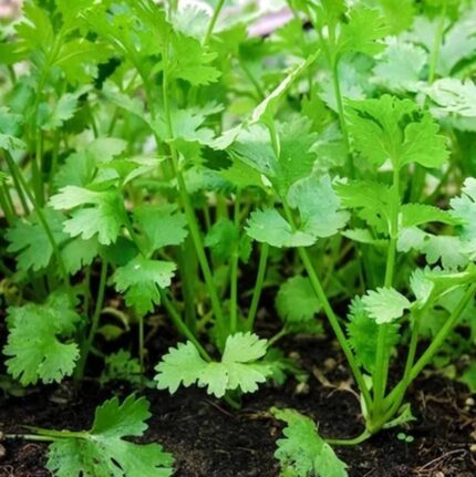 Coriander Hybrid seeds — Organic, Fast-growing seed pack | Native Indian Organics