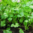 Coriander Hybrid seeds — Organic, Fast-growing seed pack | Native Indian Organics