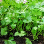 Coriander Hybrid seeds — Organic, Fast-growing seed pack | Native Indian Organics