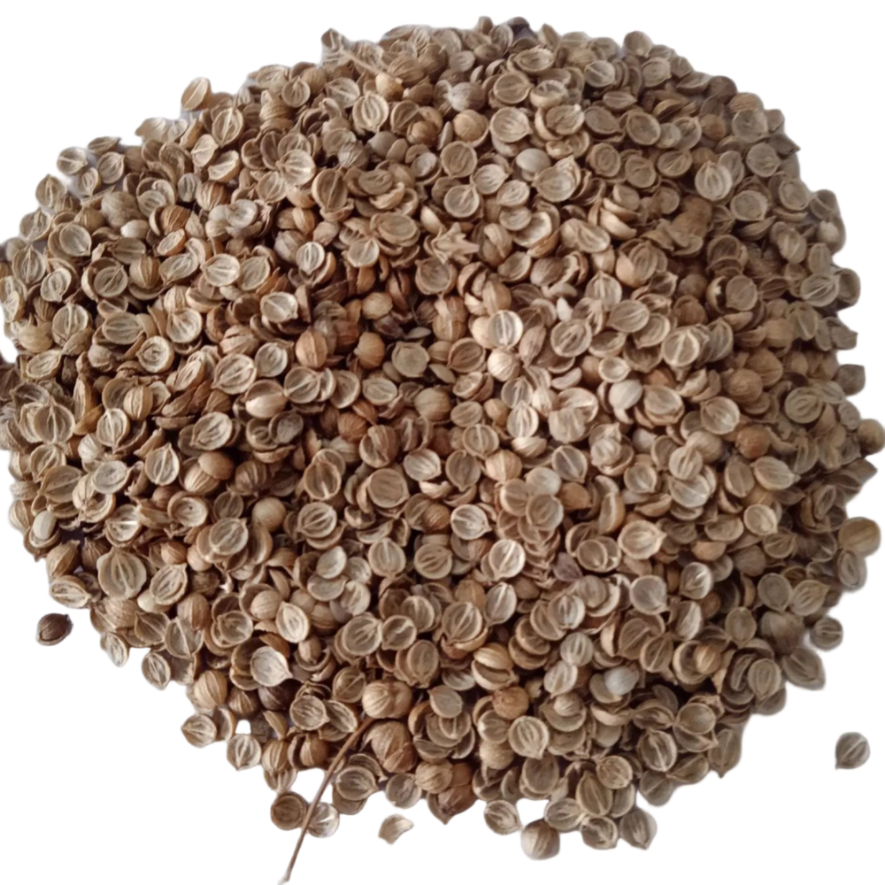 Coriander Seeds Organic Native seeds -    High Germination, Non-GMO seeds  | Native Indian Organics