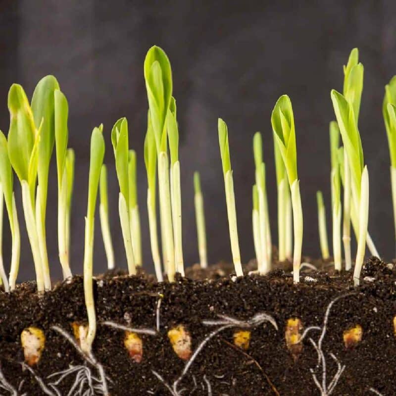 Corn Microgreen Seeds 50g — Heirloom, High germination seed pack | Native Indian Organics