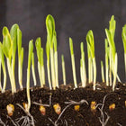 Corn Microgreen Seeds 50g — Heirloom, High germination seed pack | Native Indian Organics