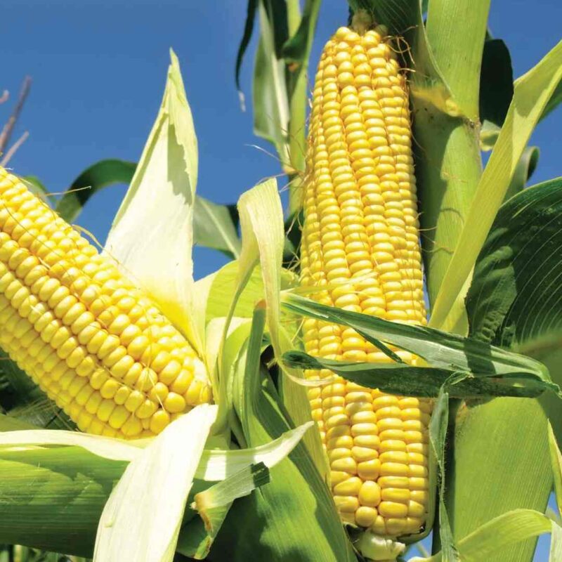 Corn Seeds — Native, Aromatic seed pack | Native Indian Organics