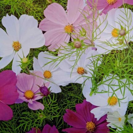 Cosmos flower and sensation flower seeds — Fast-growing, Heirloom seed pack | Native Indian Organics