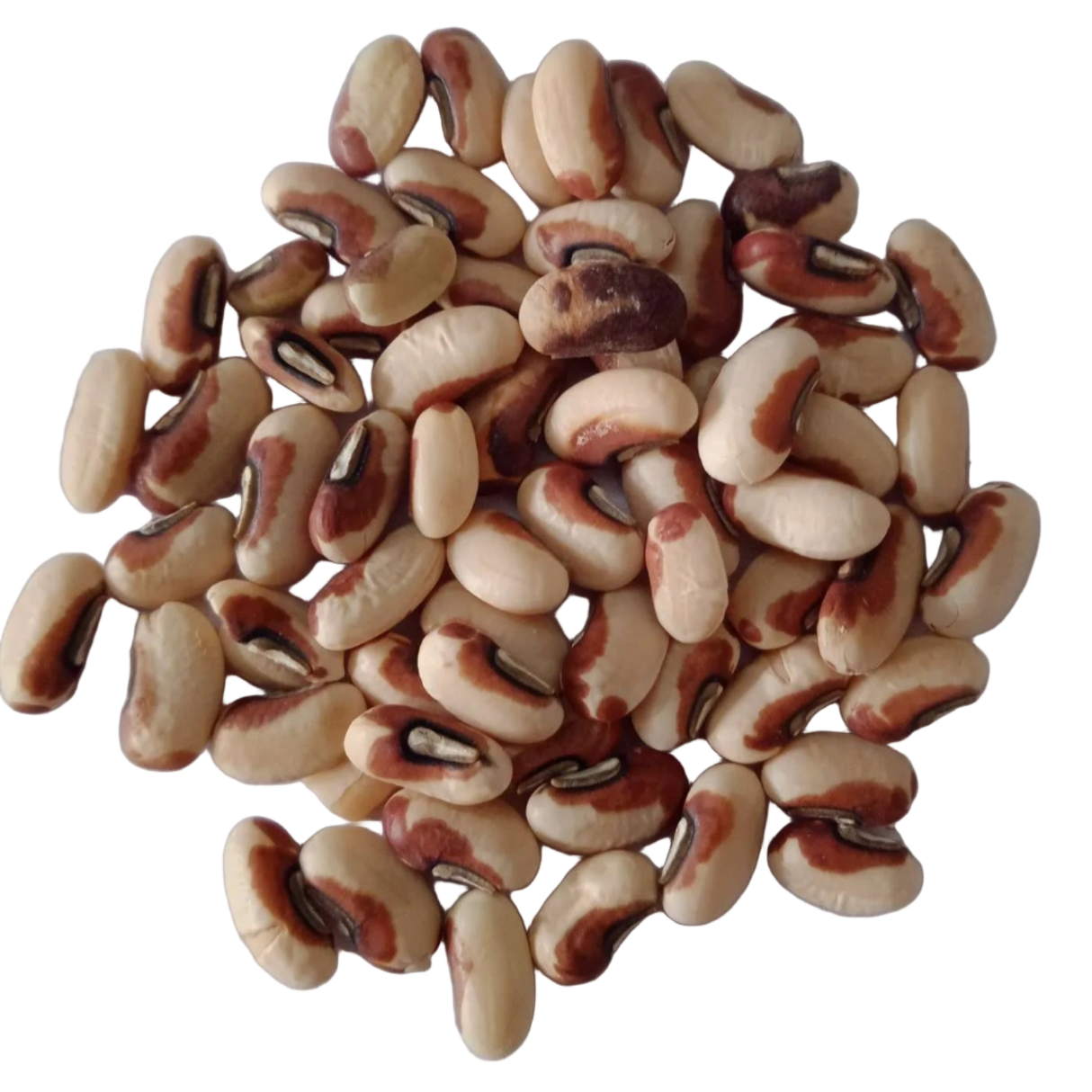 Cowpea Seeds