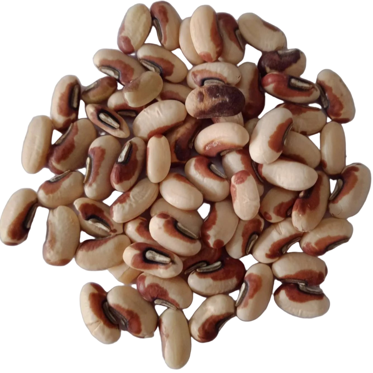 Seeds of Cow pea Fodder - High Quality and High Germinated Seeds | Native Indian Organics