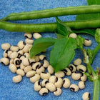 Cowpea Seeds — High germination, Tender seed pack | Native Indian Organics