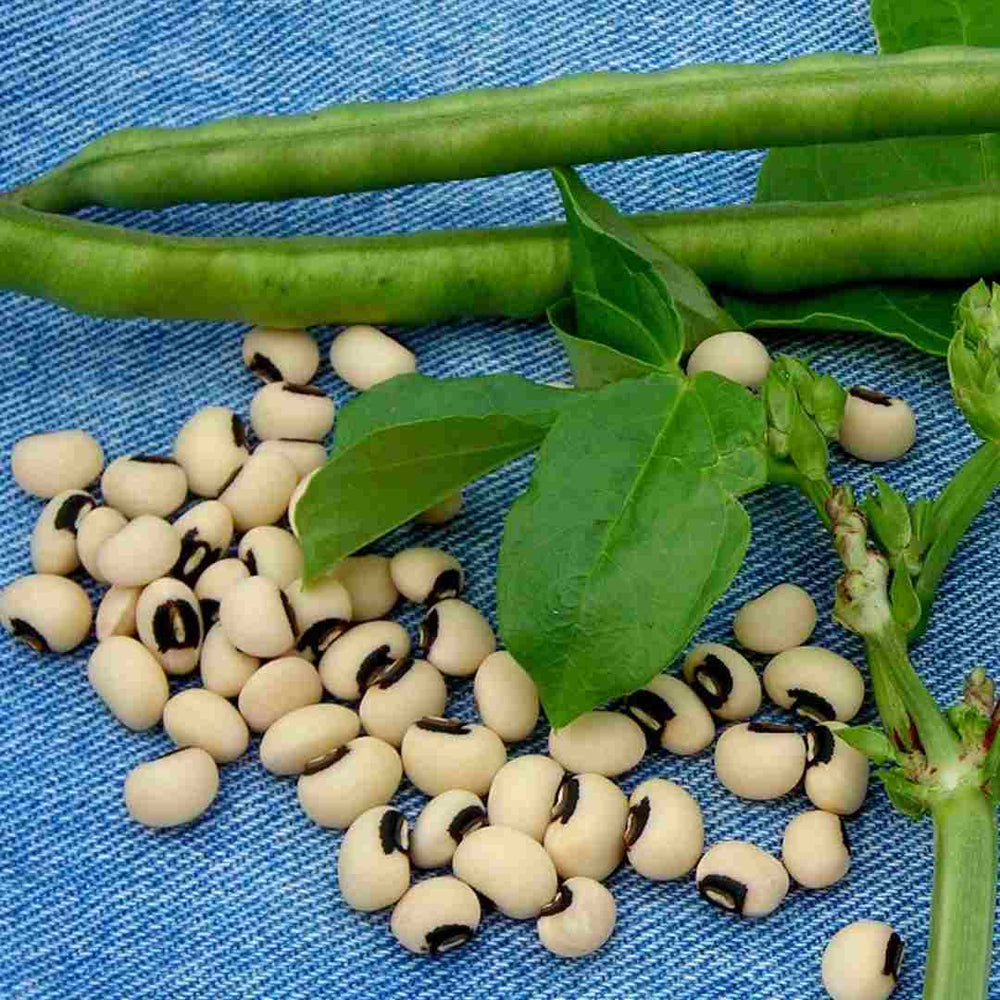 Cowpea Fodder Seeds - Organic, Chemical Free Seeds for Livestock | Native Indian Organics
