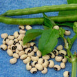Cowpea Fodder Seeds - Organic, Chemical Free Seeds for Livestock | Native Indian Organics