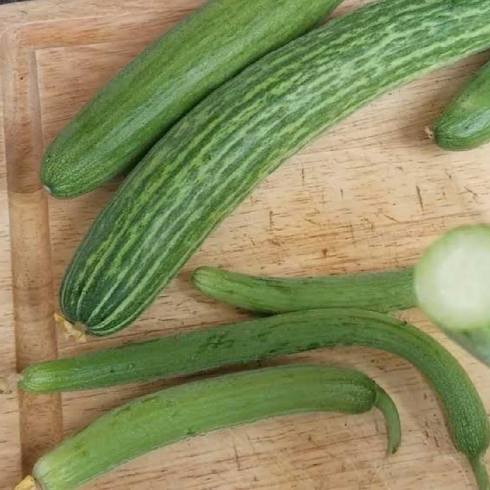 Cucumber Long seeds