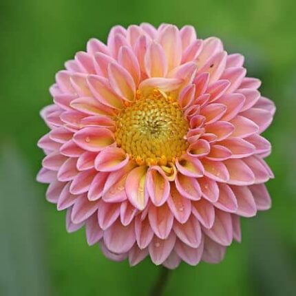 Dahlia Flower Mixed Seeds — Premium quality, Fresh Seeds | Native Indian Organics