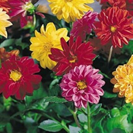 Dahlia Flower Mixed Seeds — Native, Aromatic seed pack | Native Indian Organics