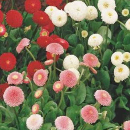 Daisy Double Mix seeds — Organic, High germination seed pack | Native Indian Organics