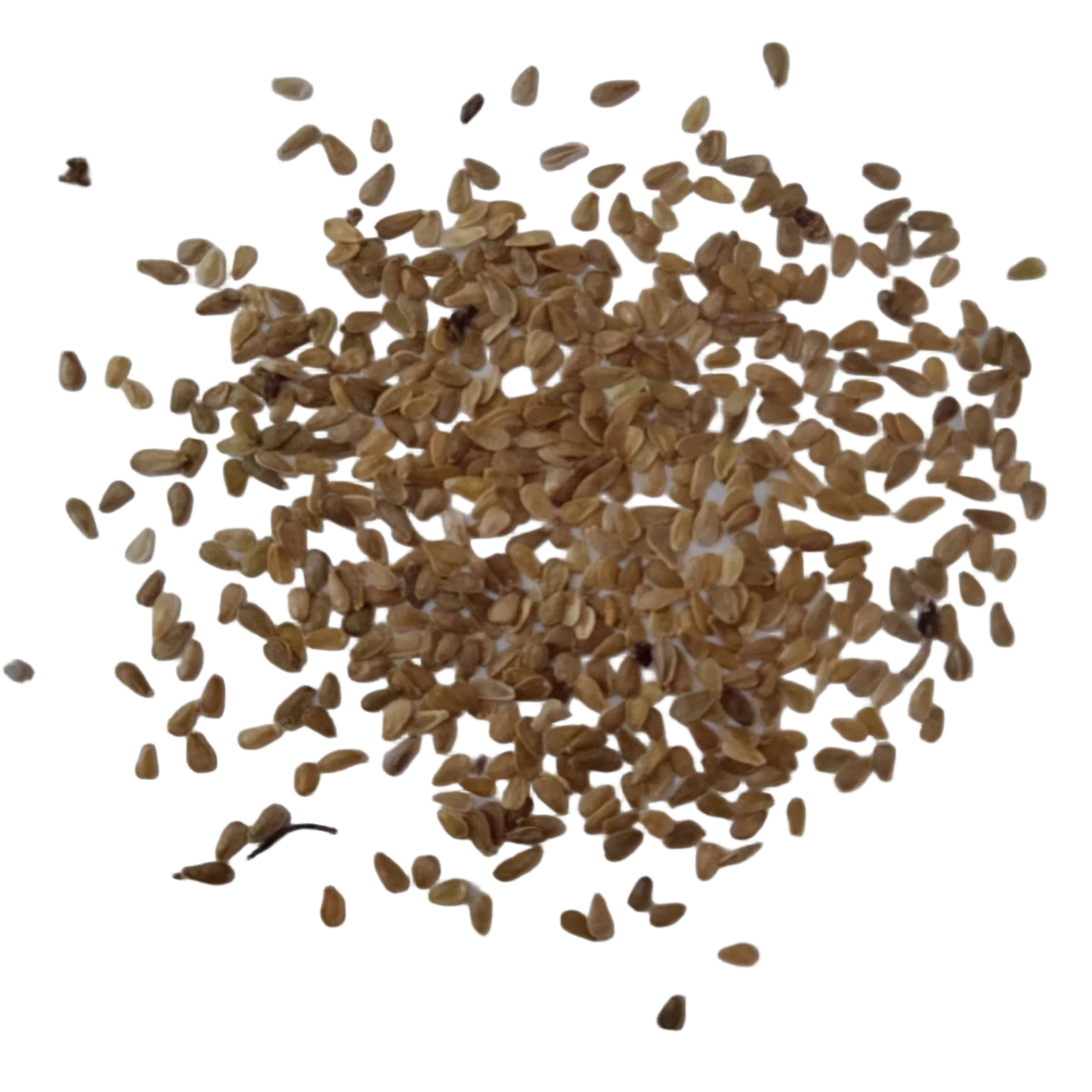 Daisy Double Mix seeds — Natural and Fresh Organic Flower Seeds | Native Indian Organics