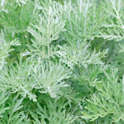 Davana Marikolundu seeds