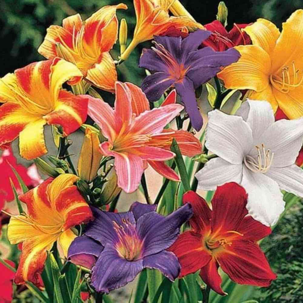 Flower Bulbs combo of 6