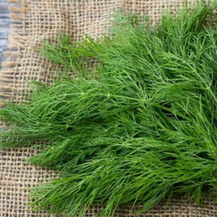Dill Herb seeds — Organic, High germination seed pack | Native Indian Organics