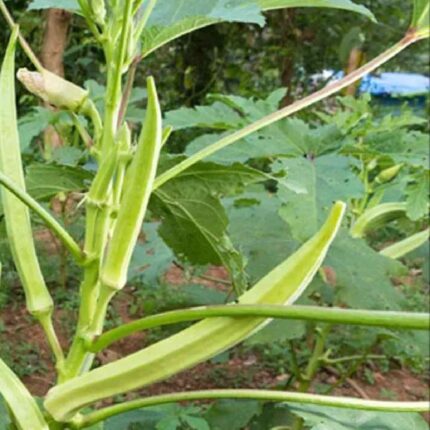 Elephant Tusk Okra seeds (Lady finger) — Aromatic, Fast-growing seed pack | Native Indian Organics