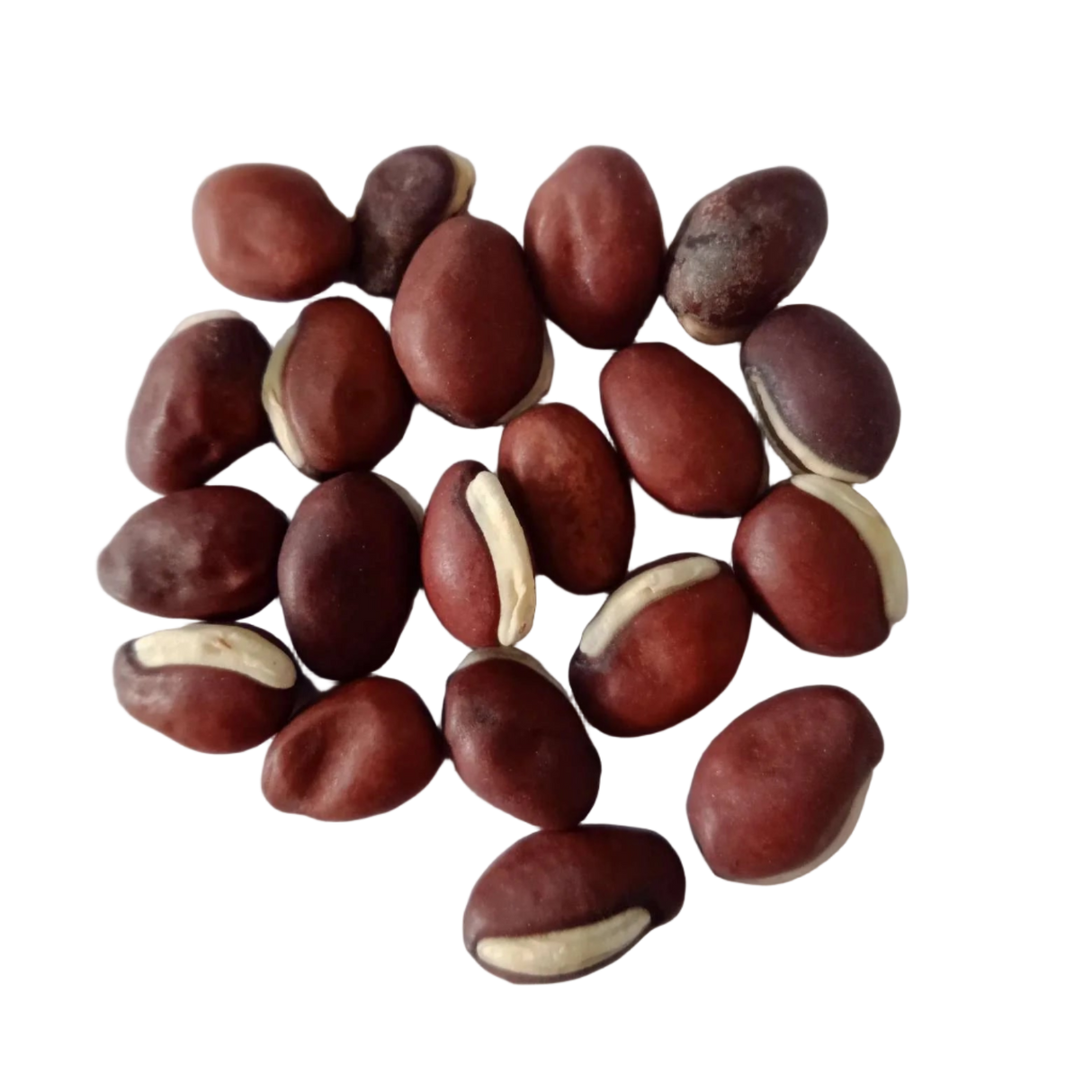 Elephant Ear Beans seeds - Organic, Quality Seeds | Native Indian Organics