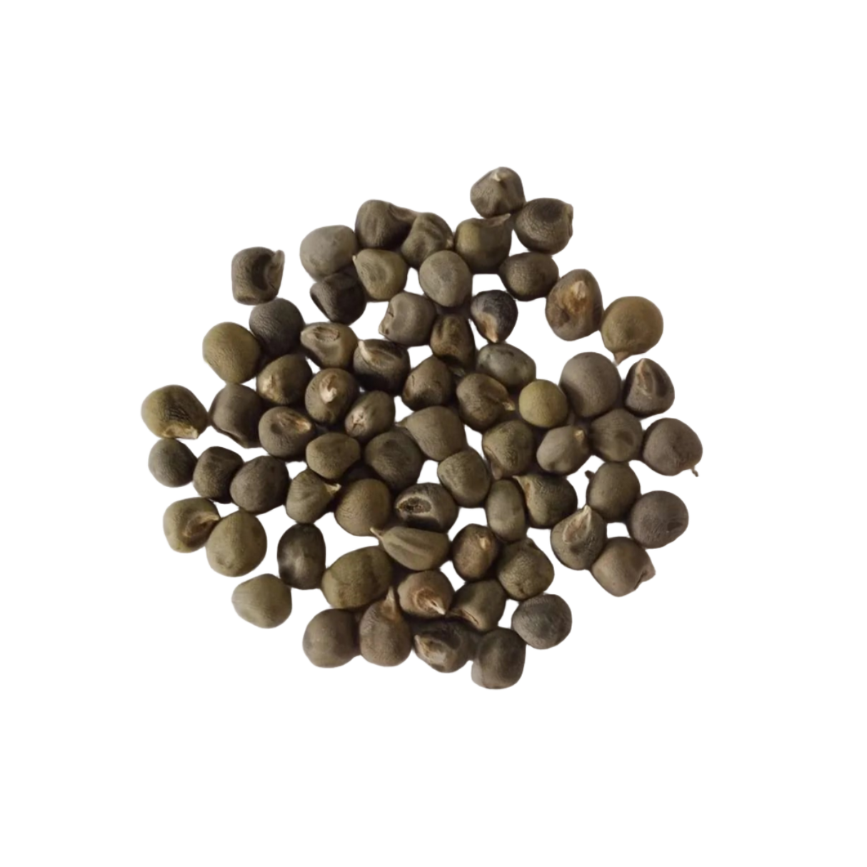 Elephant Tusk Okra seeds (Lady finger Seeds ) - Nutritient Rich , Highly Germinated Seeds | Native Indian Organics