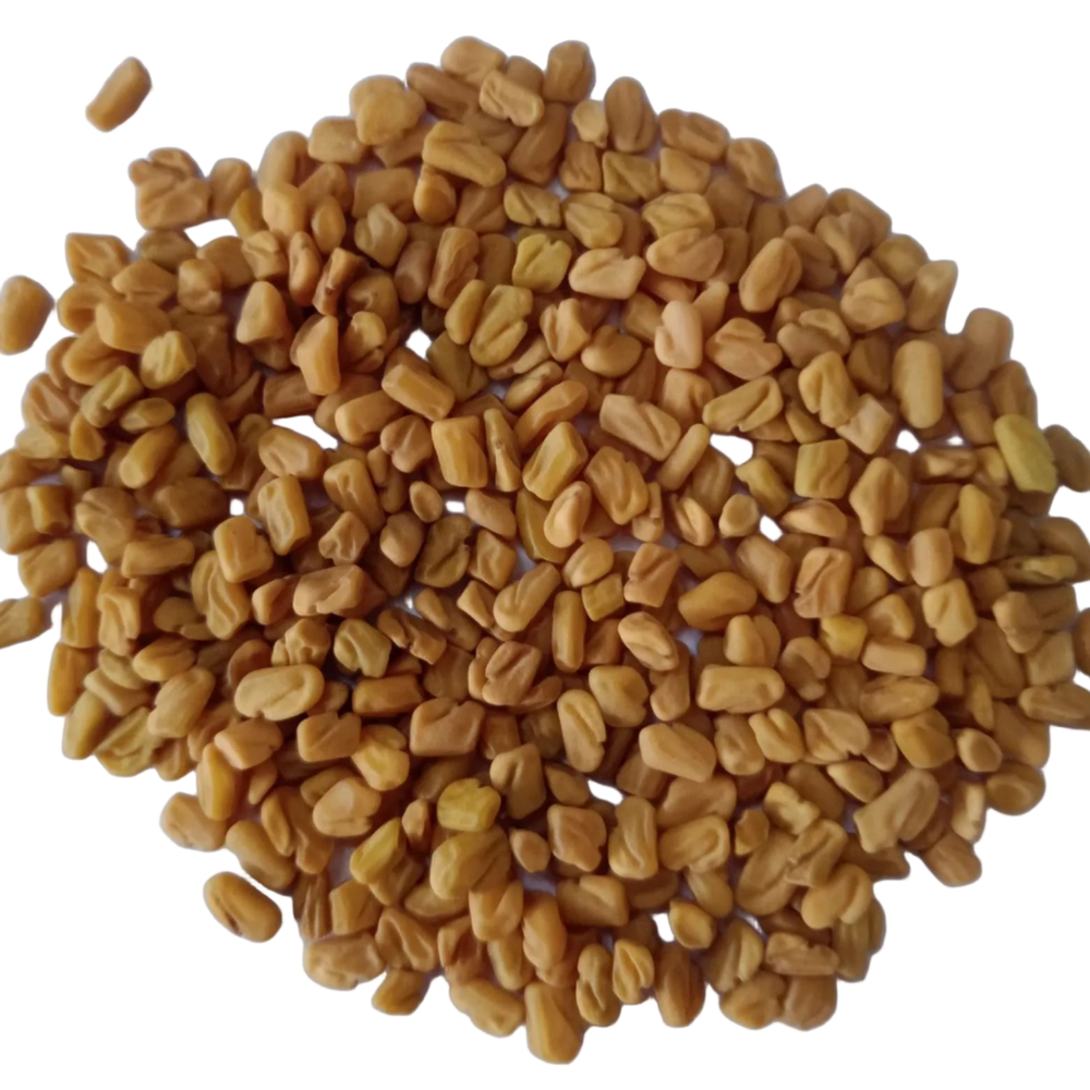 Fenugreek seeds -  Herbal and Leafy Vegetable Seeds | Native Indian Organics