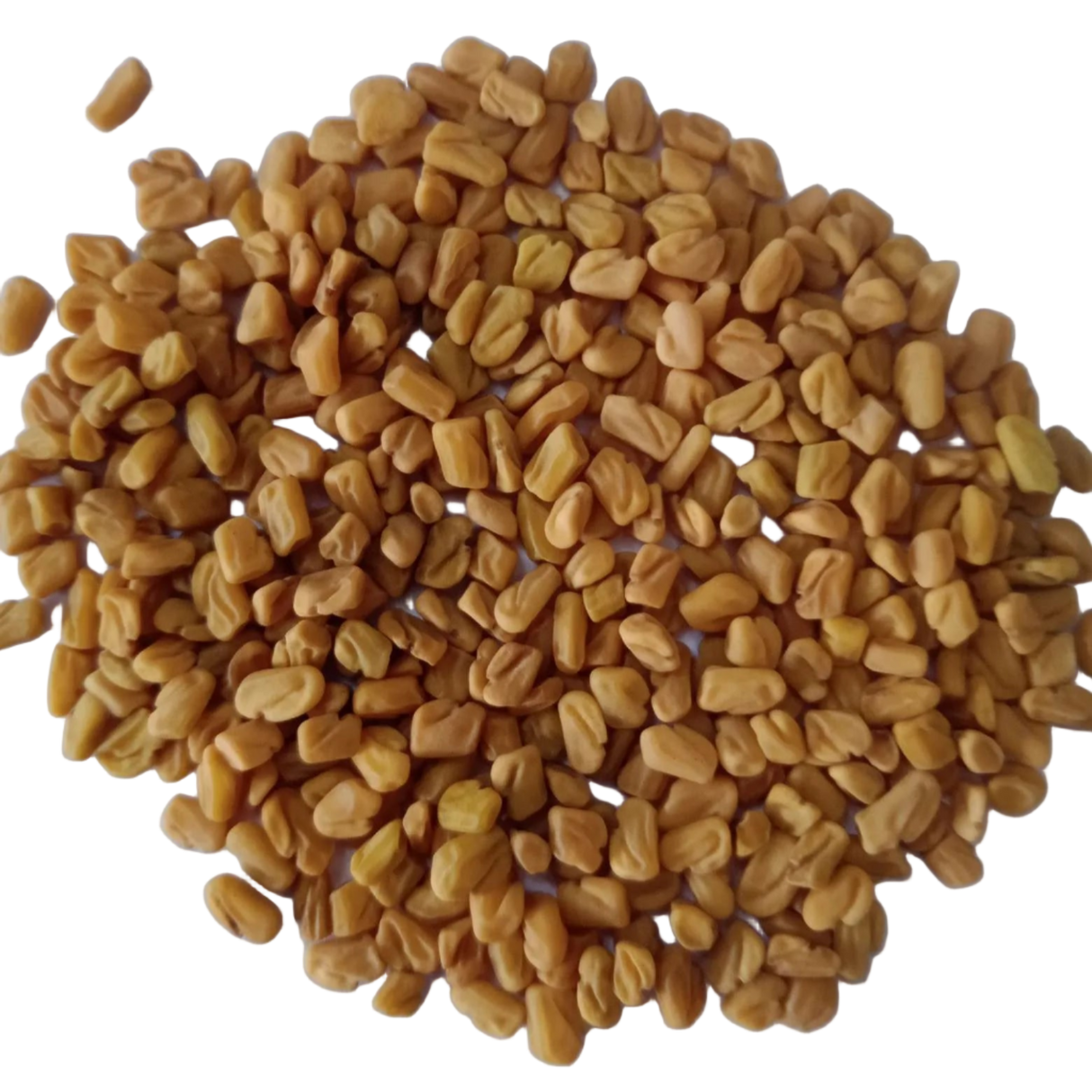 Fenugreek seeds -  Herbal and Leafy Vegetable Seeds | Native Indian Organics