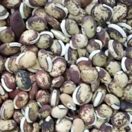 Field Beans (Vari Mochai) seeds — Crisp, Organic seed pack | Native Indian Organics