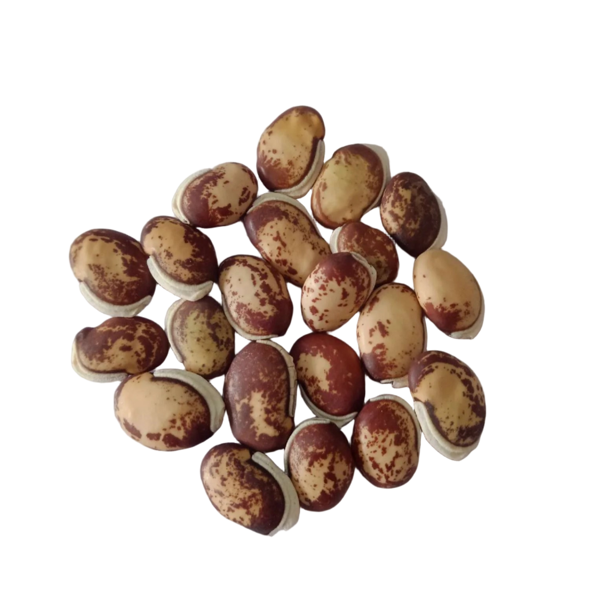 Field Beans (Vari Mochai) seeds