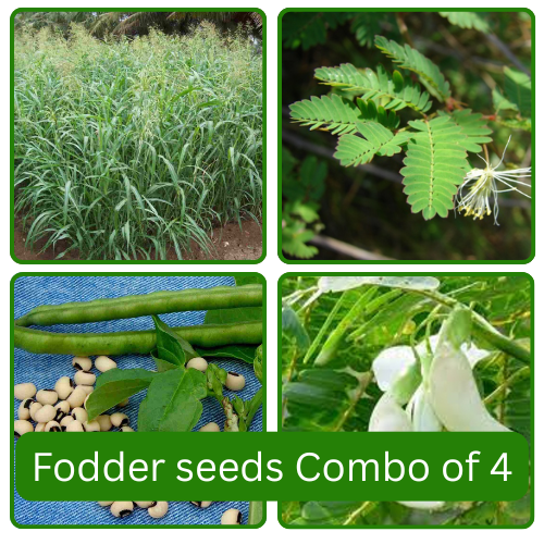 Fodder Seeds Combo of 4 Each 250g