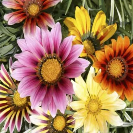 Gazania Sunshine Mix seeds - Fresh, Organic seed pack | Native Indian Organics